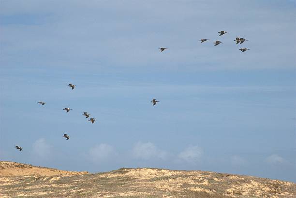 istock Birds in the State of Sucre. 2220175105