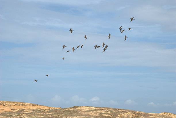 istock Birds in the State of Sucre. 2220175109