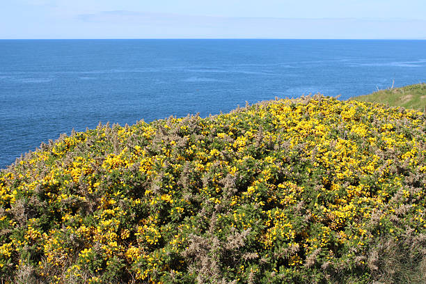 Gorse is common at this UNESCO World Heritage Site