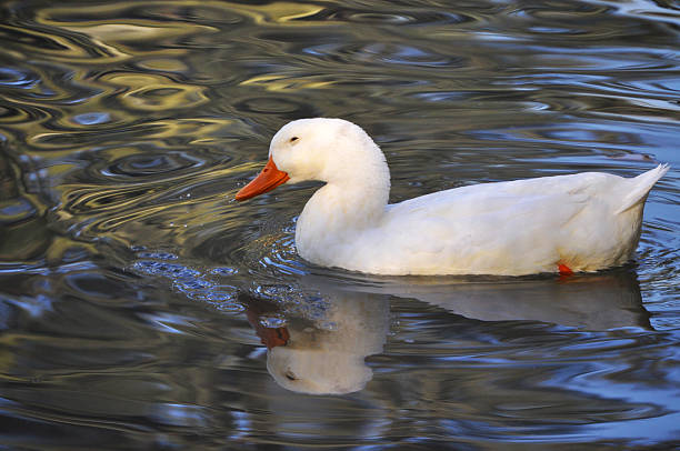 istock White duck swimming in the lake 2220176359