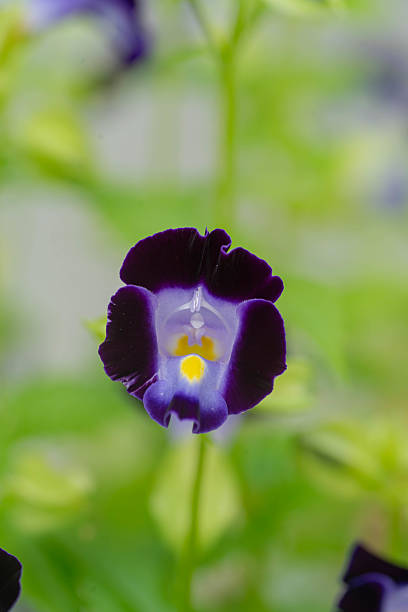 istock a group of wishbone bluewings flower 2220181493