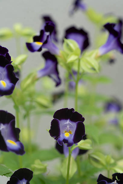 istock a group of wishbone bluewings flower 2220181494