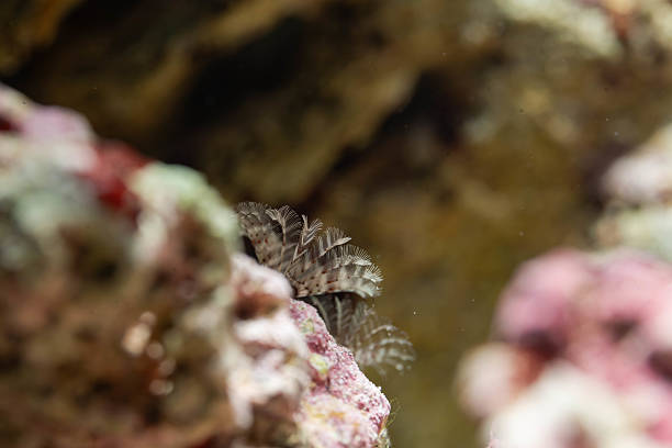 istock a micro fern like coral attached on a rough surface rocks 2220181894