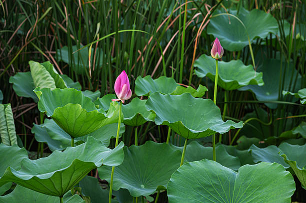 Lotus flowers in summer pond