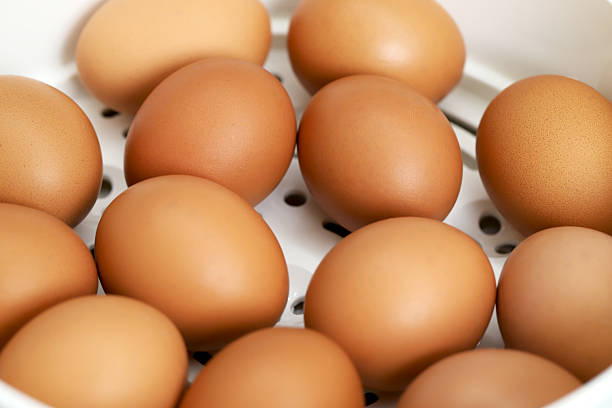 Boiled eggs in wooden cups and isolated on gray background.