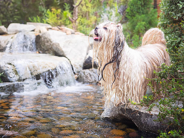 Joyful long-haired dog playing in the water.