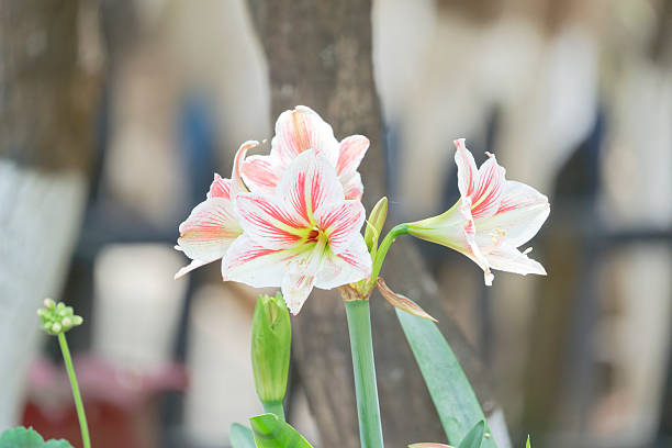 This image shows a macro view of a blooming pink and white amaryllis flower in natural light.