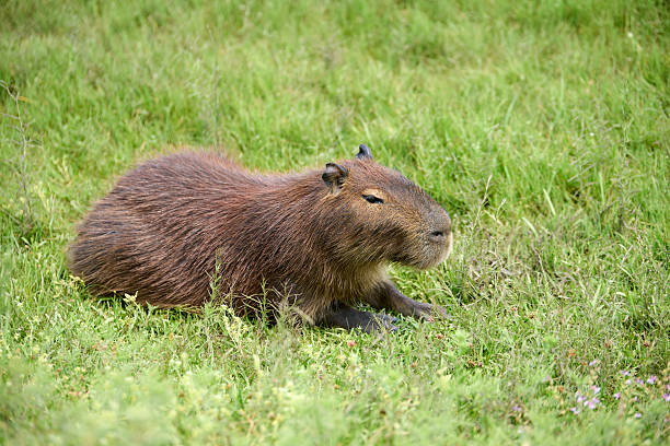 istock Capybara, hydrochoerus hydrochaeris, in El Palmar National Park, Argentina 2220192596
