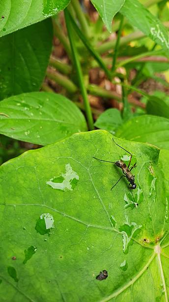 istock Macro shot of a wasp on a green leaf with water droplets 2220193466