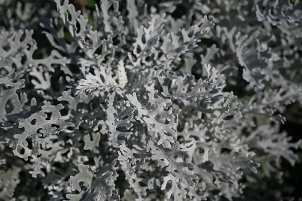 Silvery Dusty Miller leaves with intricate, velvety textures form a striking pattern, showcasing their unique frosted appearance and soft, ornamental beauty.