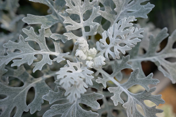 Silvery Dusty Miller leaves with intricate, velvety textures form a striking pattern, showcasing their unique frosted appearance and soft, ornamental beauty.