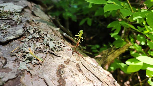 istock Tiny baby pine tree growing out of a huge tree trunck 2220194128