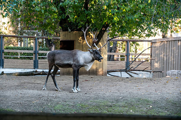 Reindeer stands quietly in a fenced enclosure surrounded by trees. The setting emphasizes a peaceful environment, highlighting the animal's majestic antlers and calm demeanor.