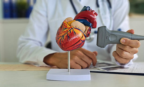 istock Medical professional using ultrasound on a heart model 2220195544