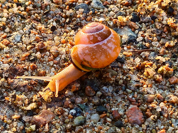 A snail crawls across a gravelly ground, illuminated by warm sunlight. A banded snail on a gravel path at sunrise.