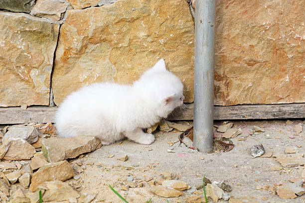 Stray cat is looking at the camera on the street.
