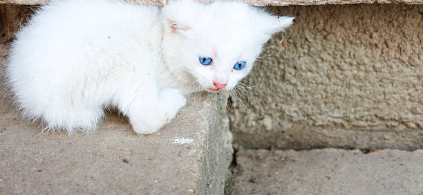 istock A small white kitten with blue eyes sits on concrete steps, exploring the surrounding world. Its fluffy fur and pink nose give it a touching look of innocence. 2220198663