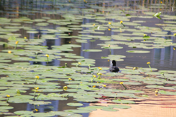 A Eurasian coot bird swimming away