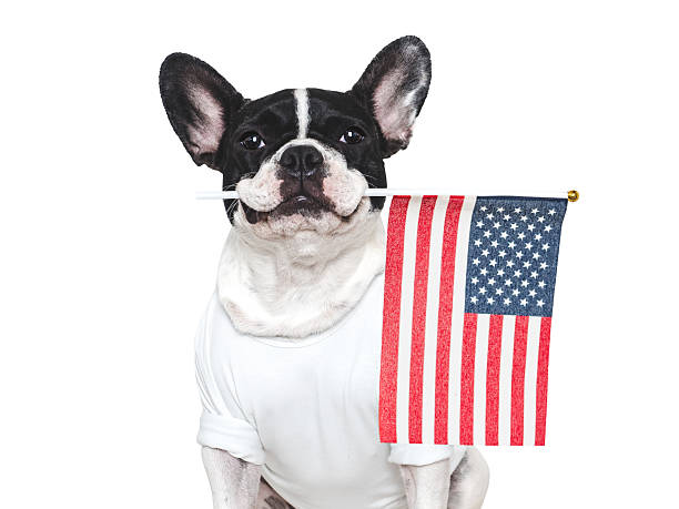 istock Cute puppy and American Flag. Studio shot 2220201216