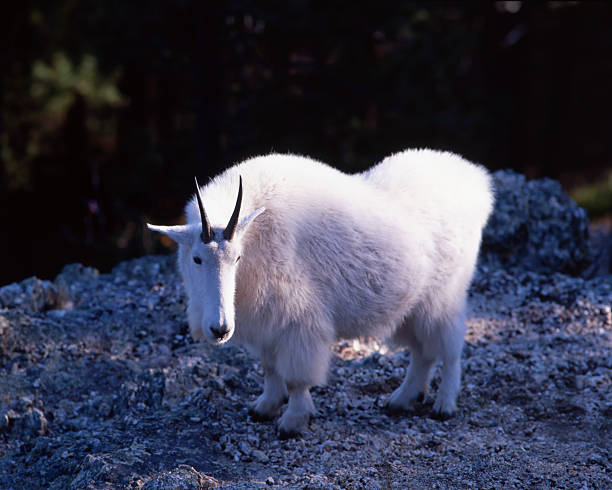 A mountain goat is seen near Mount Rushmore in South Dakota.