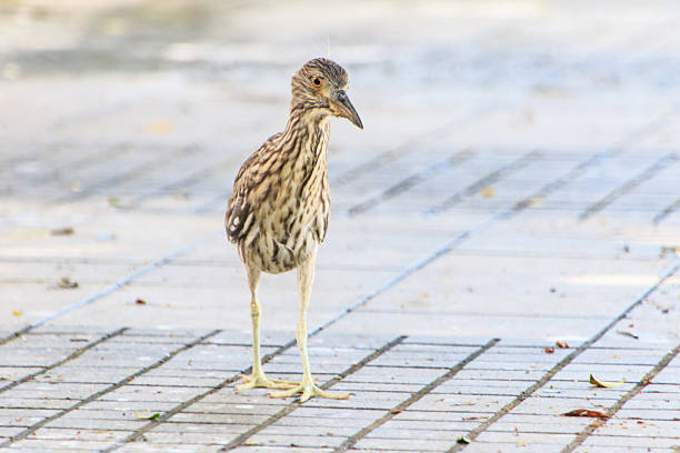 Hong Kong Wildlife