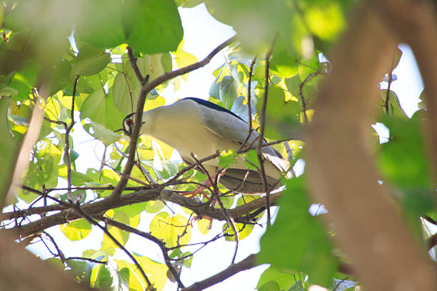 Hong Kong Wildlife