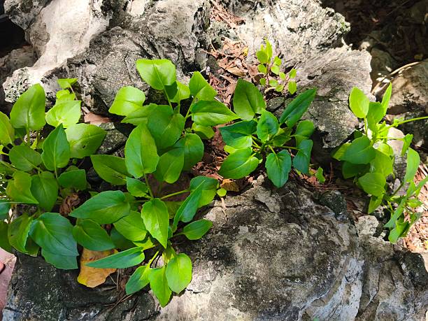 istock A low, single-leafed, green, bushy tree with small, yellow flowers on long stems, growing on light gray rocks in groups along the sea. 2220203061