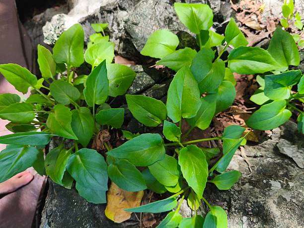 istock A low, single-leafed, green, bushy tree with small, yellow flowers on long stems, growing on light gray rocks in groups along the sea. 2220203069