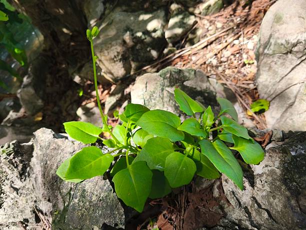 istock A low, single-leafed, green, bushy tree with small, yellow flowers on long stems, growing on light gray rocks in groups along the sea. 2220203081