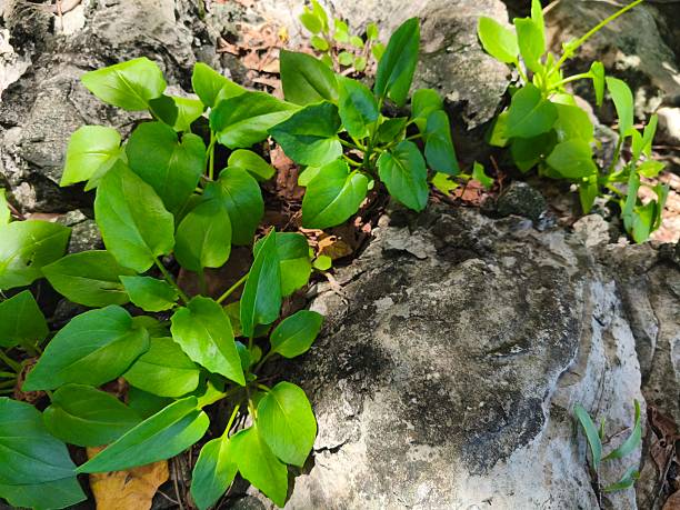 istock A low, single-leafed, green, bushy tree with small, yellow flowers on long stems, growing on light gray rocks in groups along the sea. 2220203093