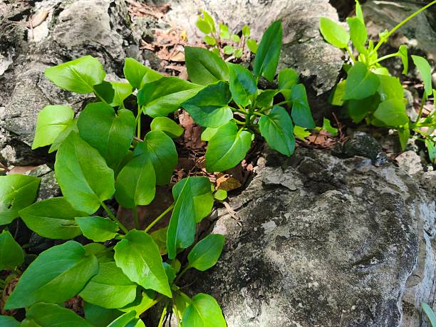 istock A low, single-leafed, green, bushy tree with small, yellow flowers on long stems, growing on light gray rocks in groups along the sea. 2220203107