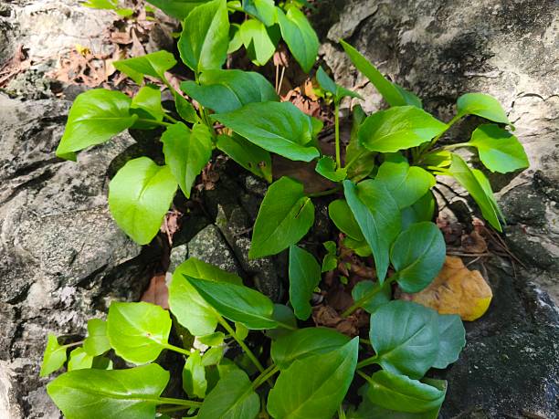 A low, single-leafed, green, bushy tree with small, yellow flowers on long stems, growing on light gray rocks in groups along the sea.