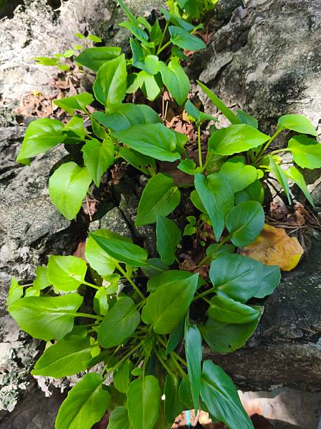 istock A low, single-leafed, green, bushy tree with small, yellow flowers on long stems, growing on light gray rocks in groups along the sea. 2220203156