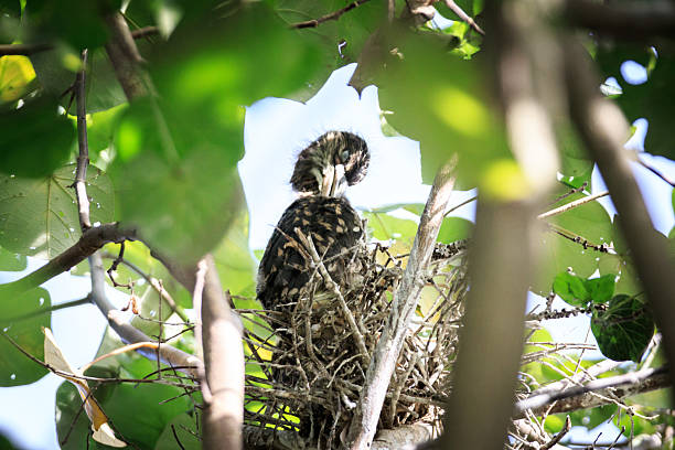 istock Juvenile Night Heron Perched in a Tangled Nest in a Tree 2220203210