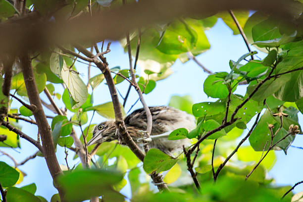 istock Juvenile Night Herons Perched in Lush Tree Foliage 2220203260