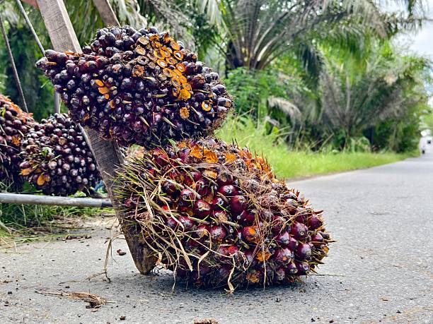 istock oil palm fruit on asphalt road 2220204370