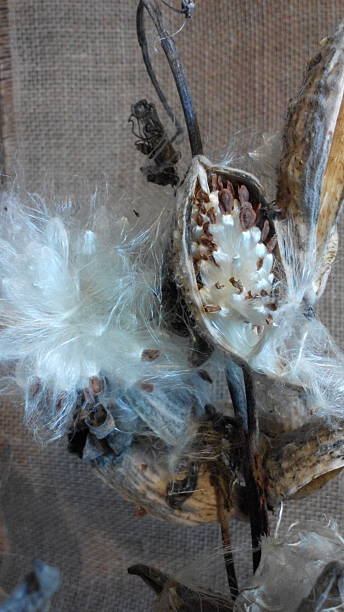 istock Drying milkweed plant on brown background 2220205410