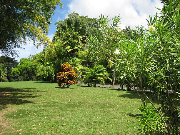 istock Lush Tropical Jungle with Palm Trees and Dense Greenery in Sunlight 2220205532