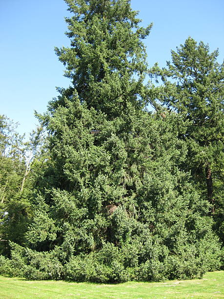 istock pine trees growing on grassy hillside in summer 2220205578