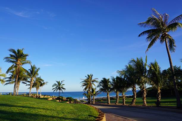 istock Palm-Fringed Road leading down to a Beach 2220205619