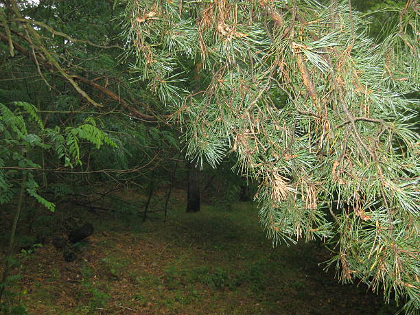 istock pine trees growing in grassy forest in early autumn 2220205620