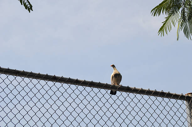 A white pigeon perched on a fence with a blue sky background