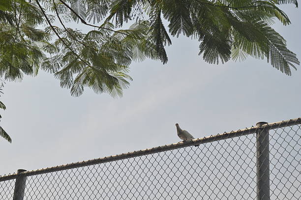 City pigeons