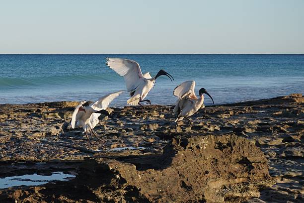 istock Motion Blur of Ibises on Beach chasing Each Other 2220205828