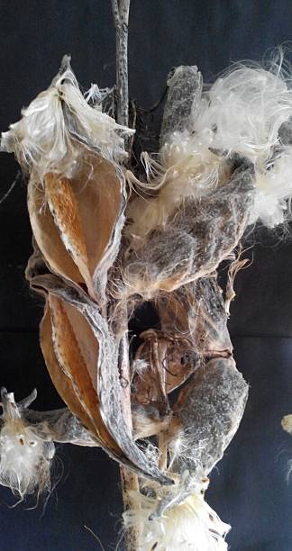istock Drying milkweed plant on brown background 2220206386