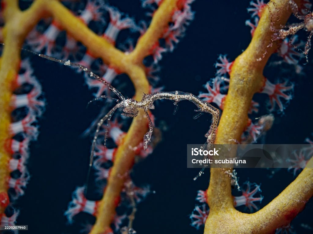 Kerangka Udang di cabang karang, Gespensterkrabbe - Bebas Royalti Air Foto Stok Kerangka Udang di cabang karang, Gespensterkrabbe - Bebas Royalti Air Foto Stok