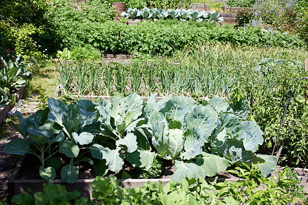 Organic vegetable garden. Beds with cabbage, carrots, garlic and other vegetables.