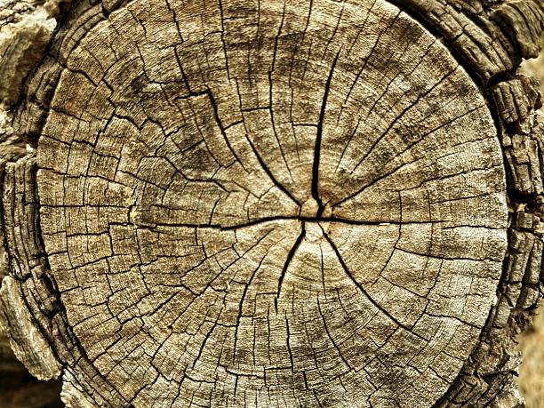 The pattern of trees that have been cut down for various uses indicates their age.