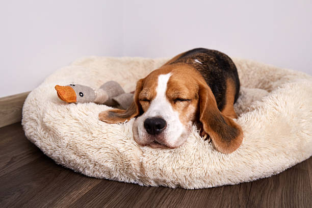 istock Beagle dog is lying on the dog bed 2220209614