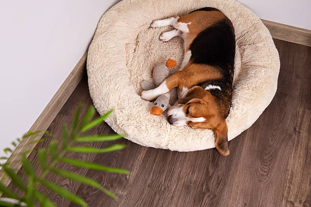 istock Beagle relaxation on soft bed with a toy and water bowl in cozy home setting 2220209618